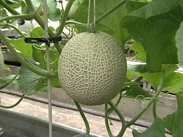 【7月限定】静岡名産マスクメロン(1個)