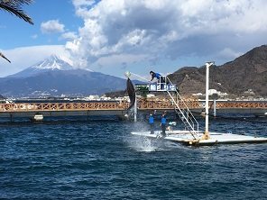 あわしまマリンパーク 水族館 沼津市 静岡ナビっち