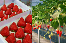 いちご園 三軒屋の写真