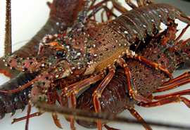 宅配・お持ち帰り寿司&鰻 壱鮮の写真