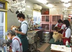 犬の美容室 メリー ペット美容室 三島市 静岡ナビっち