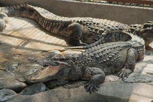 熱川バナナワニ園の写真