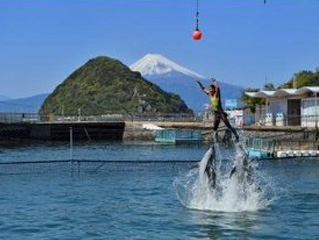伊豆・三津シーパラダイス