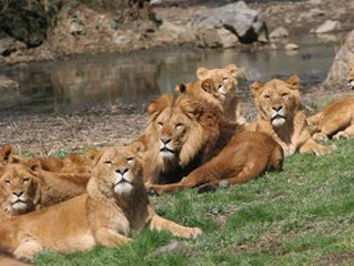 富士サファリパーク'